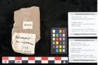 Foto (Objekt + Etikett) von Podocarpus prae-cupressina Ettingshausen 1887 (NHMW-GEO-2024-0188-10349a)
